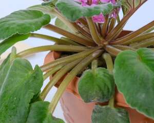 非洲堇怎么施肥