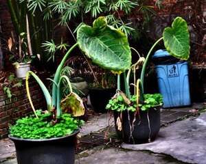 海芋的养殖方法和注意事项