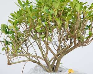 北方杜鹃花怎么养（家庭养法）
