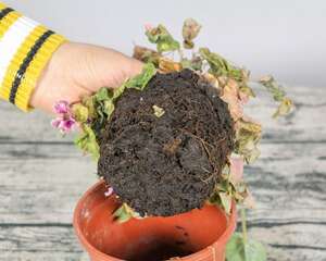 仙客来花朵倒伏是怎么回事