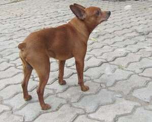 鹿娃犬多少钱一只？鹿娃犬价格