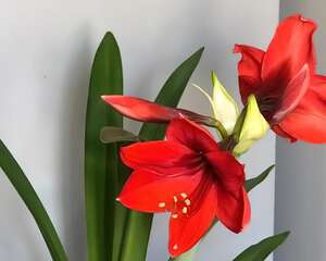 这花不能种太深，花盆越大、越不开花！