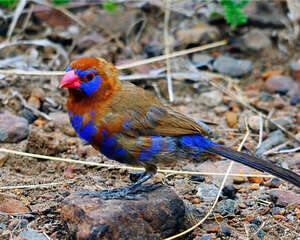 紫蓝饰雀的生活环境