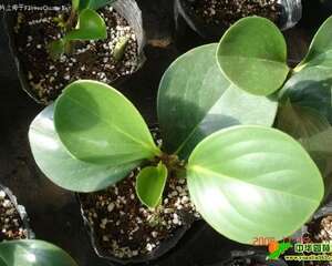 小型盆栽豆瓣绿的生长习性