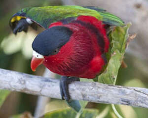 黑顶吸蜜鹦鹉的生活环境如何