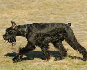巨型雪纳瑞的喂食要点