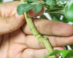 米兰是什么植物，米兰的花是什么样子的