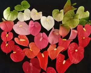 这花耐阴又吉祥，一片叶子巴掌大，比绿萝好看100倍！