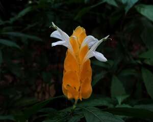 金苞花的病虫害及其防治