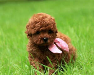 幼犬粮为什么要泡过再喂