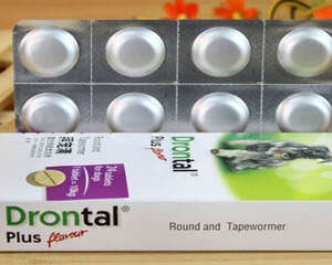 小狗驱虫药怎么定期喂？