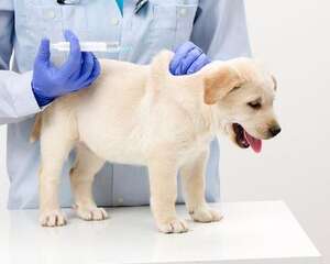 幼犬打疫苗多少钱？幼犬打疫苗注意事项