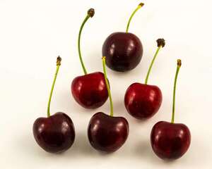 大樱桃苗的品种和价格