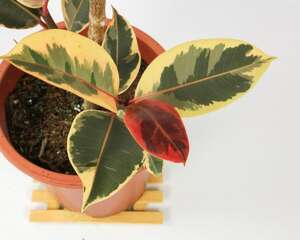 家里养橡皮树有什么好处