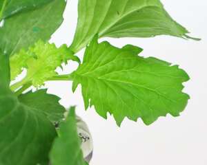翠菊的品种