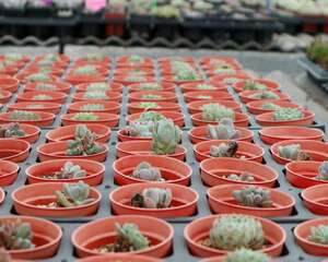 耐养的多肉有哪些