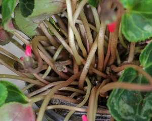 仙客来扦插方法