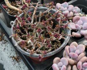 多肉奥普琳娜怎么养护