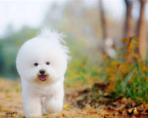 比熊沐浴液的挑选要点