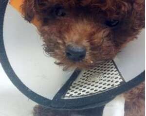 狗狗细小症状和治疗方法