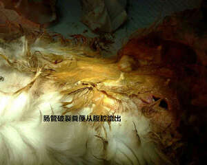 犬常见的外内科疾病（三）