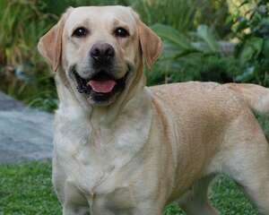 纯种拉布拉多有哪些特征