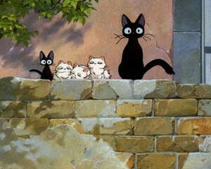 一个人可同时养几只猫咪