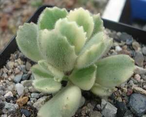 熊童子白锦图片