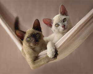 猫咪真的摔不死吗