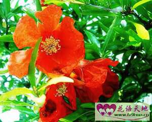 安石榴的花语：成熟的美丽