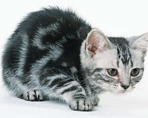 怎么训练猫咪打滚