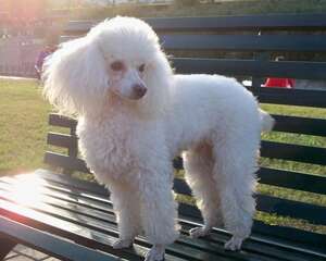适合公寓饲养的小型犬有哪些？小型犬推荐