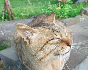 猫咪很冷漠，这事靠不靠谱？