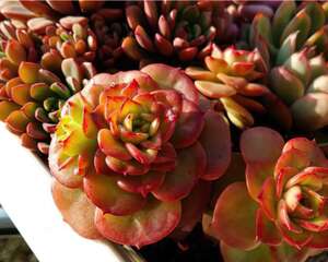 蜡牡丹Echeveria agavoides x Sedum