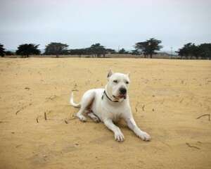 杜高的缺点有哪些？杜高犬缺点介绍