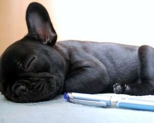 狗狗睡觉打呼噜的几种原因