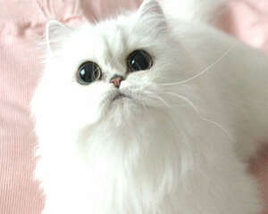 搞不清波斯猫和山东狮子猫？掌握以下三点就可以啦！