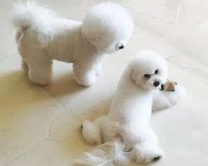 狗狗常见的五种行为深度解析