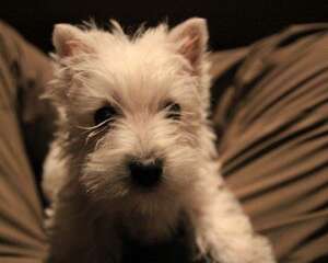 西高地白梗的护理知识