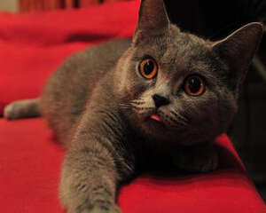 猫咪结膜炎的症状有哪些