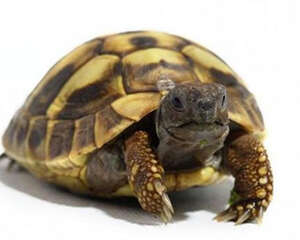 赫曼陆龟的环境布置