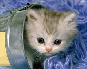 幼猫常见的三大皮肤病