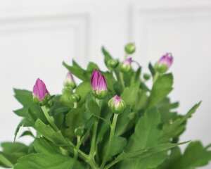 菊花有什么作用