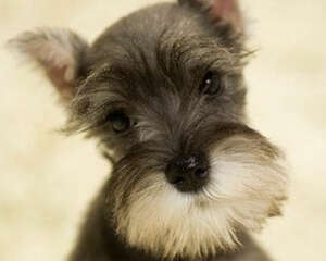 雪纳瑞可以修剪哪些造型