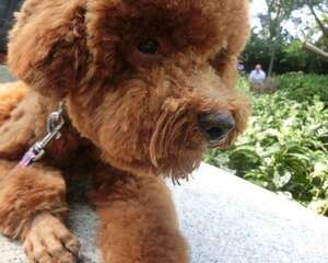 泰迪犬多大才算成年