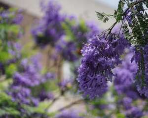 蓝花楹春天怎么养