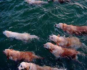 狗天生就会游泳吗