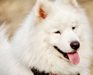 萨摩耶换牙期间养护事项