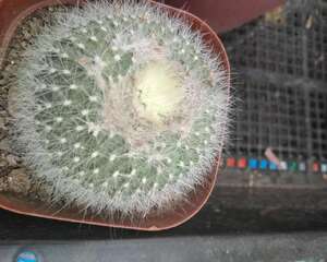 养好金琥球的要点