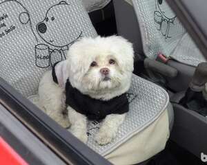 怎样让狗狗乖乖坐车，让狗狗乖乖坐车的方法有哪些？